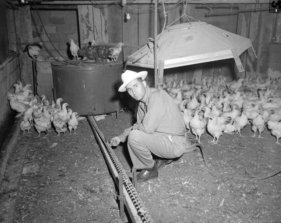 A black and white photograph of M. B. Carpenter crouching to inspect a feed line in a chicken coop. Many chickens stand apart from him and look on.
