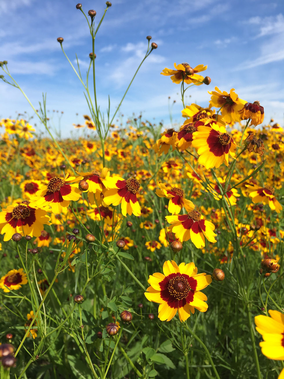 A field of plains coreopsis in bloom. The flowers are yellow around the edge and brown in the middle.