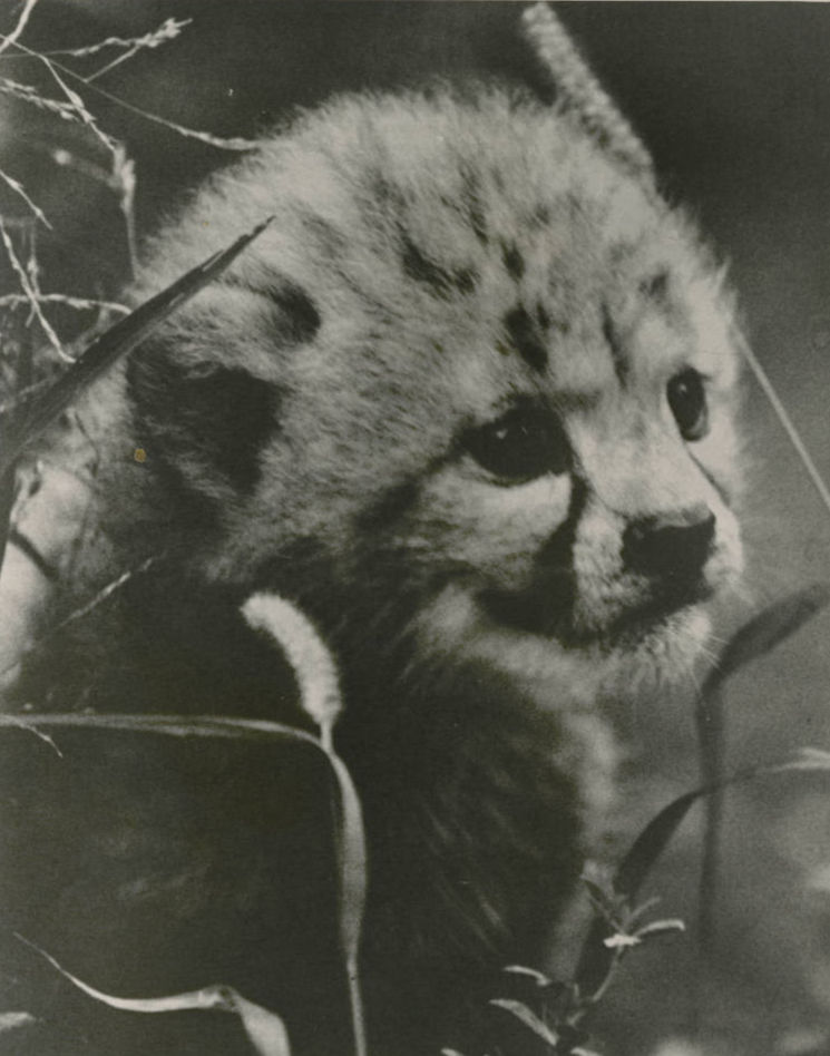 A black and white photograph of a cheetah cub peering through greenery.