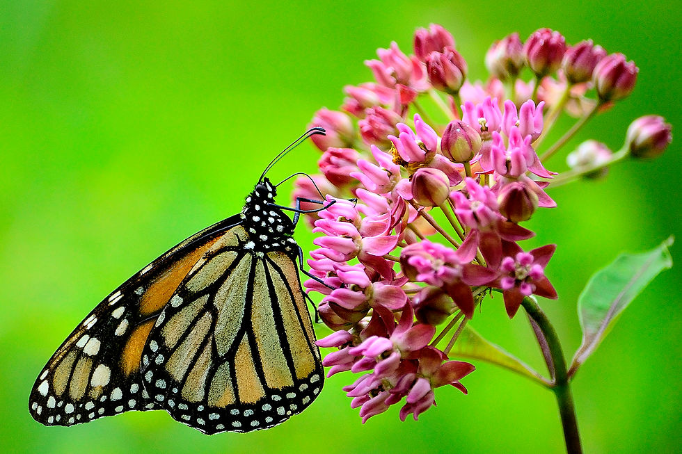 A monarch butterfly drinks nectar from a cluster of common milkweed.