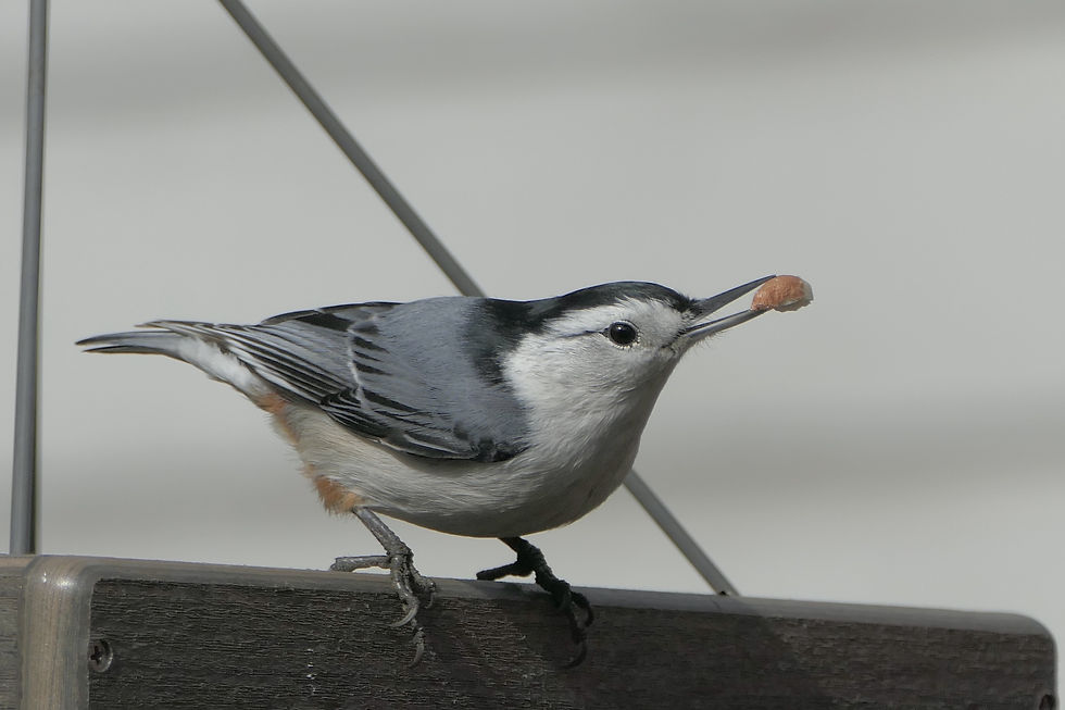 Photograph of a white-breasted nuthatch holding a piece of food in its beak.