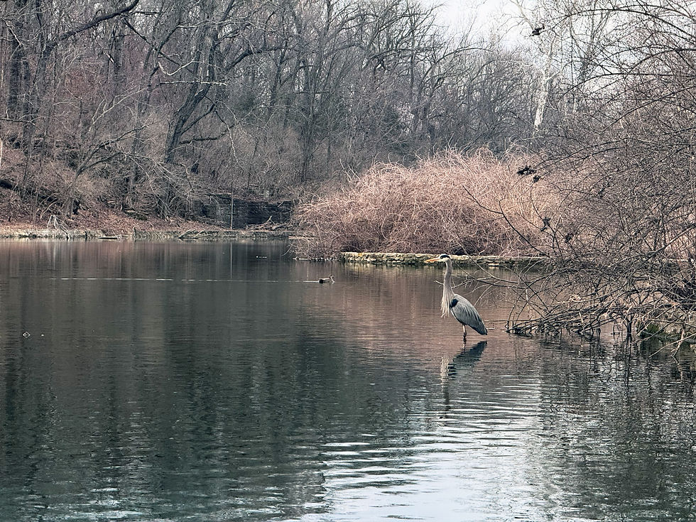 A great blue heron stands in the pond at Sequiota Park. A duck swims in the background. The trees are bare and the sky is overcast.