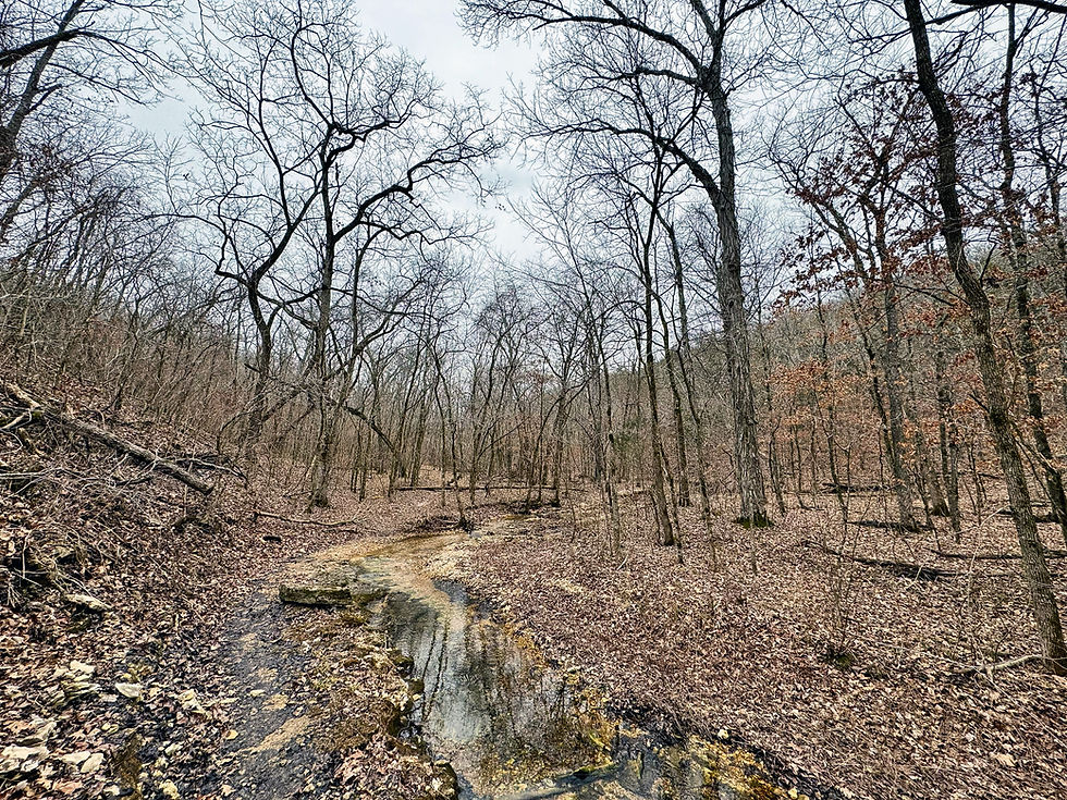 A photograph of a stream in a valley in the Ozarks. Mid-winter.
