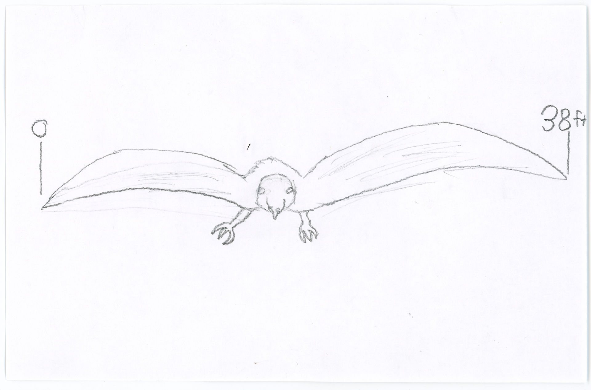 The impressive wingspan of the giasticutus. Art by a Young Historians Club attendee.