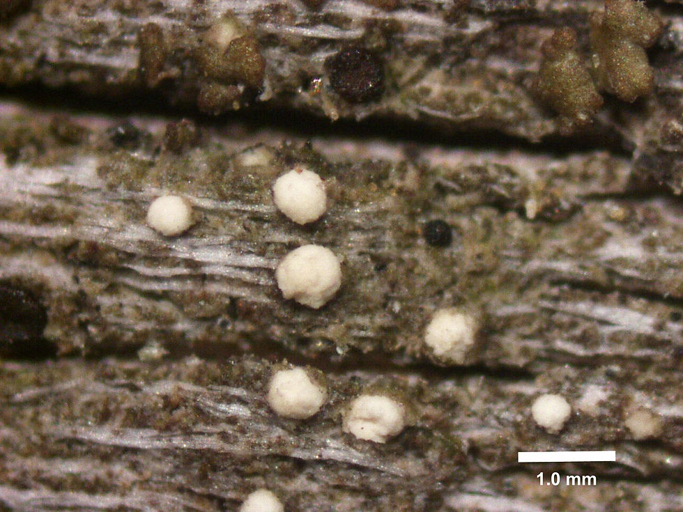 A closeup photograph of the fruiting bodies, or sporodochia, of Xyleborus sporodochifer.