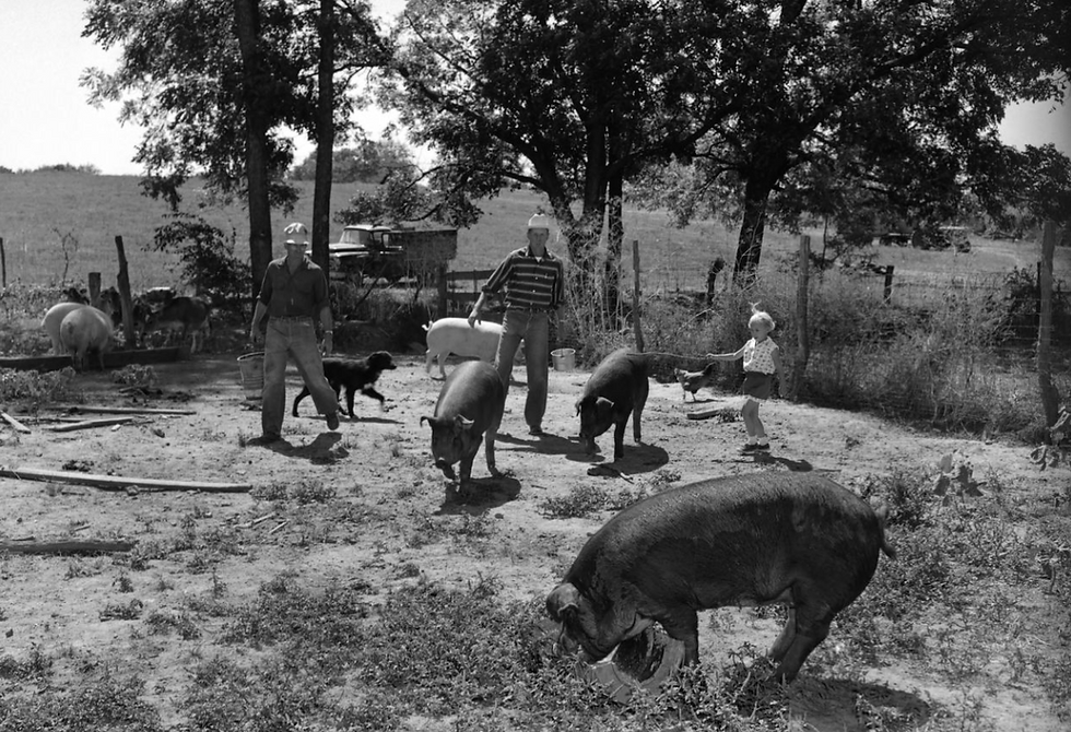 Farmers work in a pigpen on the King Brothers' Farm in Greene County, Missouri.