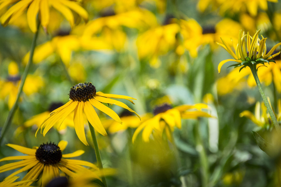 A cluster of black-eyed Susans in bloom. The petals are bright yellow and the central cone is black.