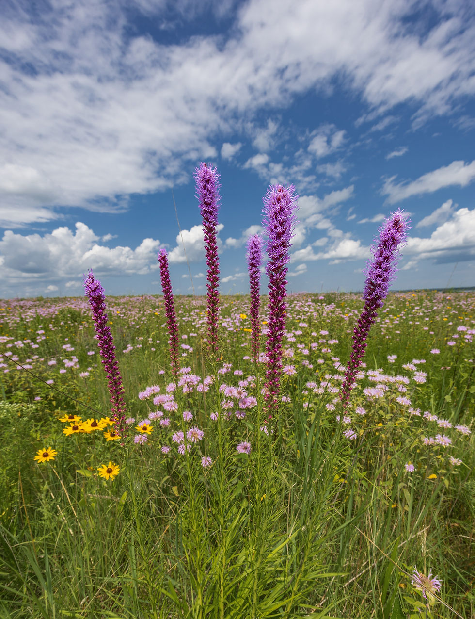 Six prairie blazing stars rise over a meadow landscape. The flowers are slender, tall, and bright purple. Wild bergamot and black-eyed Susans grow around the base of the prairie blazing stars.