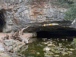 Two cave entrances at Sequiota Park. The larger entrance at right is Sequiota Cave. A spring-fed stream issues from Sequiota Cave.
