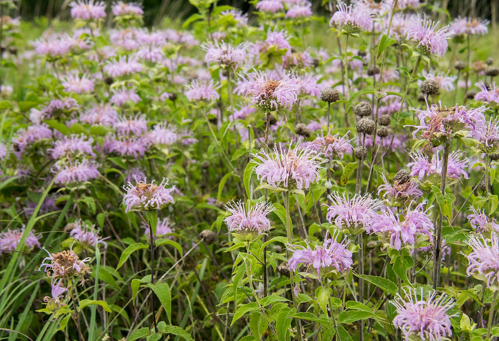 A patch of wild bergamots in bloom. The flowers' petals are lavender and feature a distinctive tubular shape.
