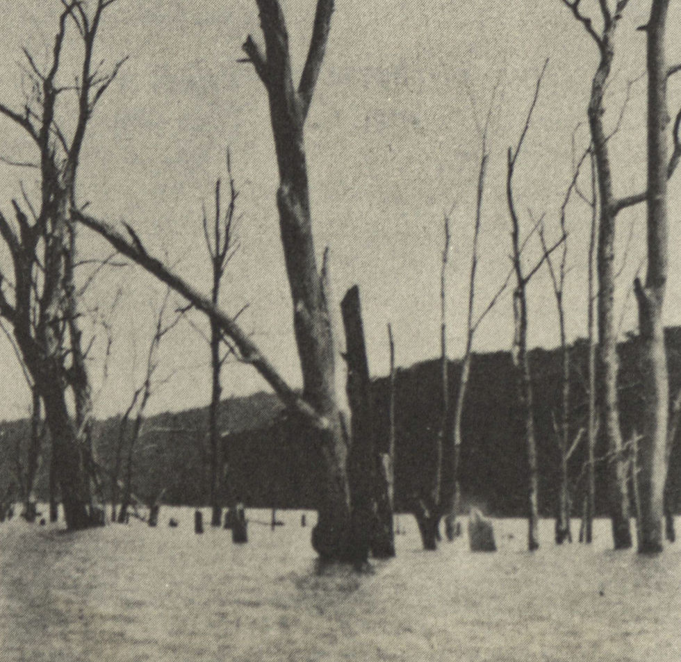Treetops rise above the surface of Lake Taneycomo in the Sunken Forest.