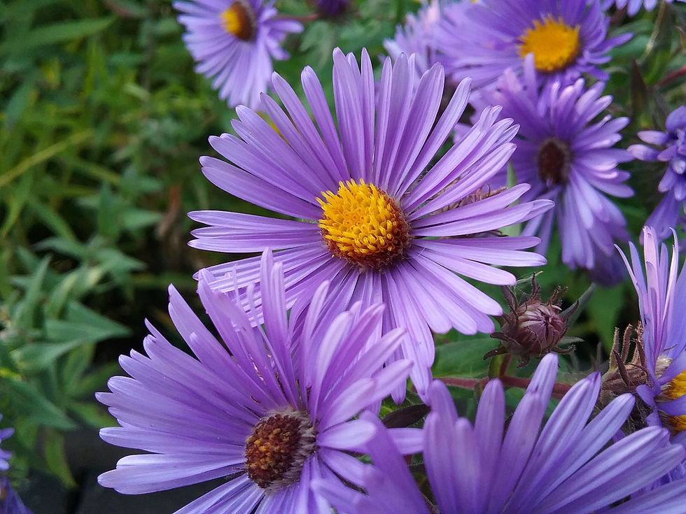 A close-up of New England asters. Their false petals or ray florets are lavender. The central part of the flower--which is the flower itself--is bright yellow.