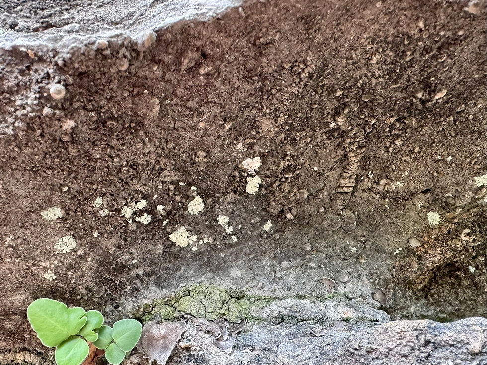 A cross-cut of earth shows limestone with layers of focky soil above, studded with fossils