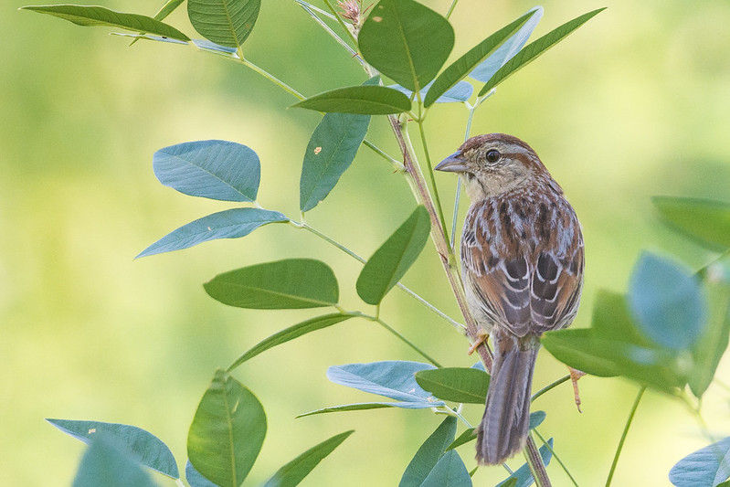 A Bachman's sparrow clutches to a thin branch with green leaves