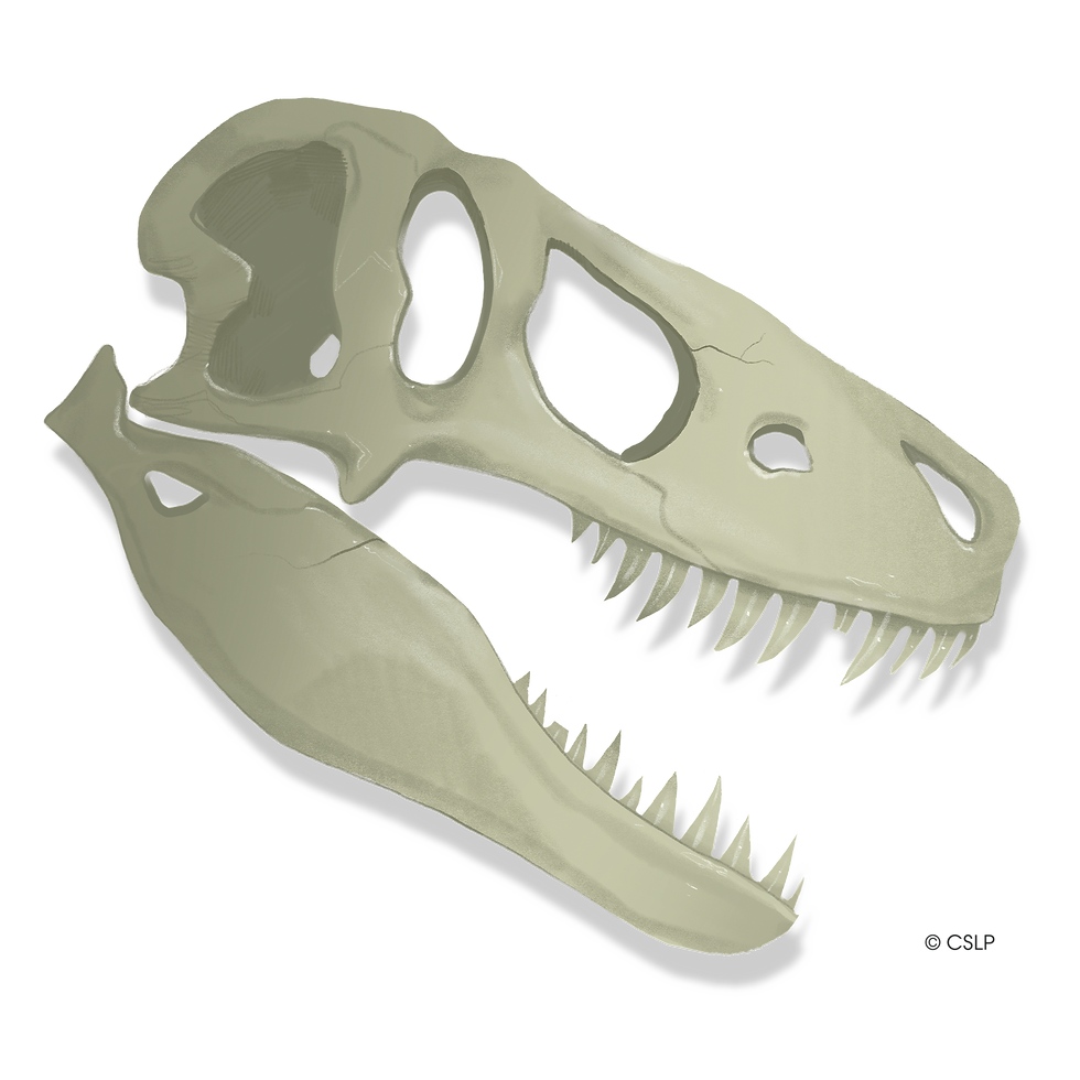 A large, beige dinosaur skull with sharp teeth is shown against a white background, casting faint shadows and appearing lifelike.