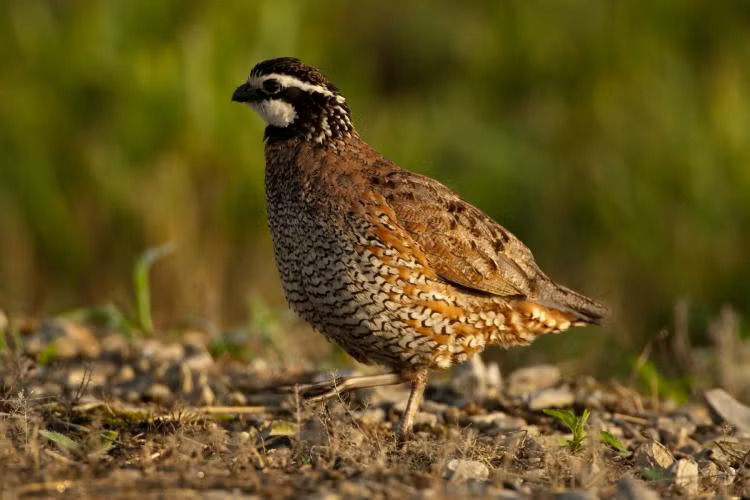 A bobwhite walks on rocky soil
