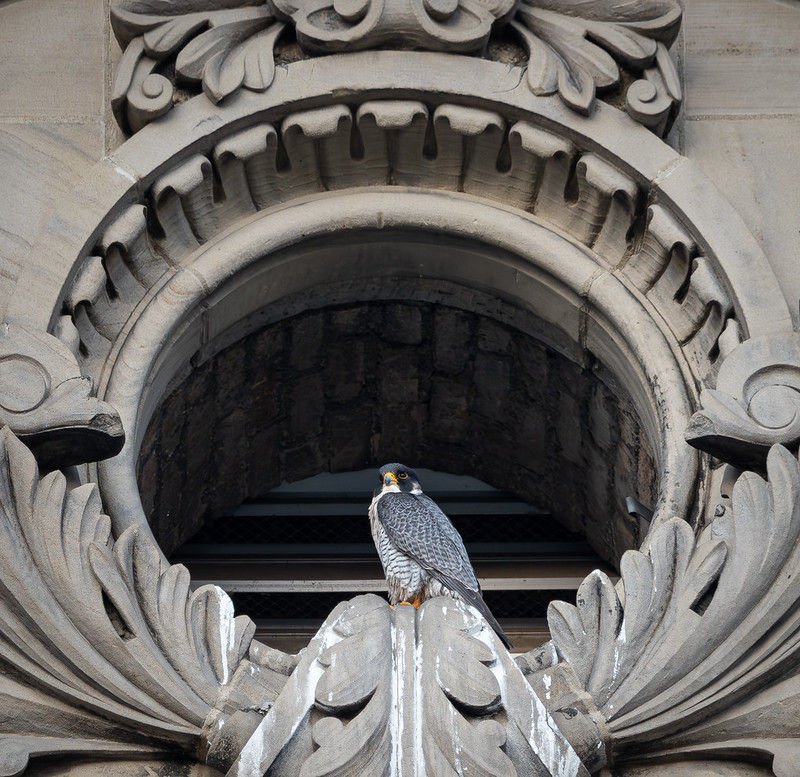 A peregrine falcon sits on an ornamental window ledge in a stone building