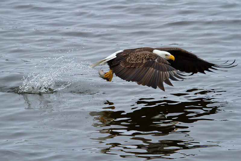 A bald eagle flies low and close to the water with a fish in its claws. Water splashes behind the fresh catch. 