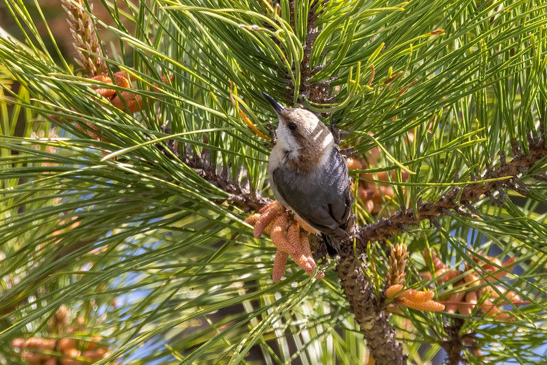 A brown-headed nuthatch sits on a branch of a pine tree