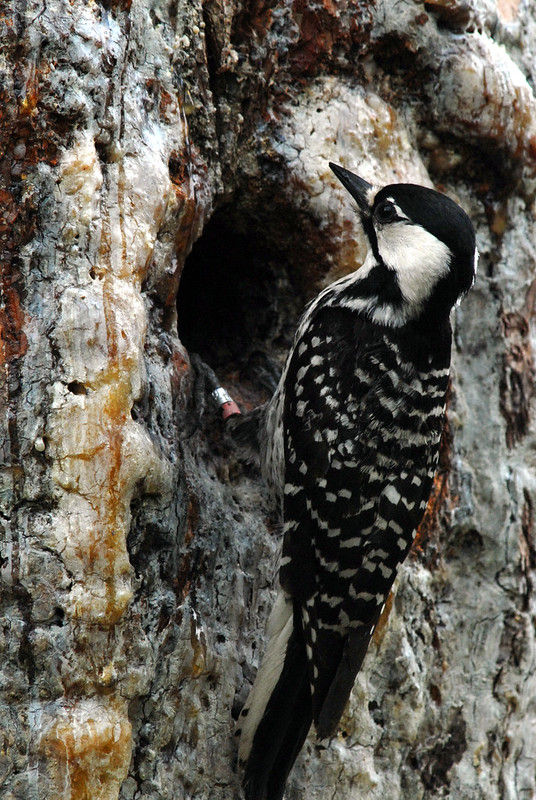 A black and white woodpecker stands on the edge of a hole in a tree