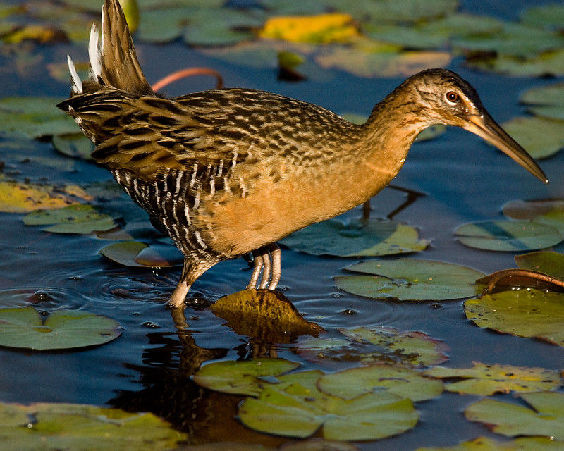 A king rail wades through water filled with lillypads