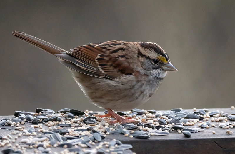 A white-throated sparrow sits on a deck railing surrounded by sunflower seeds and bird feed. 