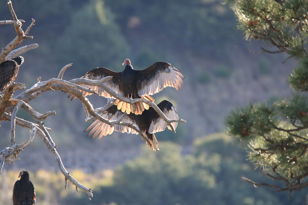 A group of turkey vultures sit on a dead branch overlooking a cliff. Two have their wings outstretched
